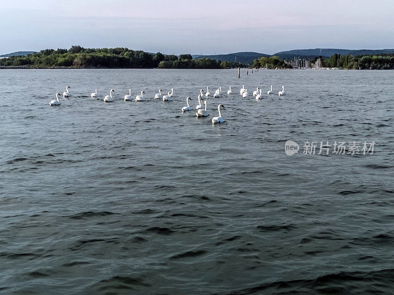 美丽的天鹅家庭游泳在亚得里亚海海岸附近的Villaggio del Pescatore，里雅斯特湾，意大利